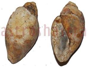 Heera Shankh 0231 40